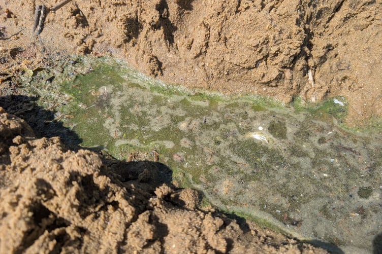 The blue-green algae spotted at Frensham Great Pond.