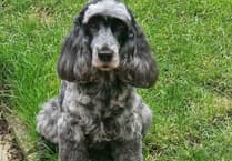 Farnham vets warn of hidden danger to dogs in long grass