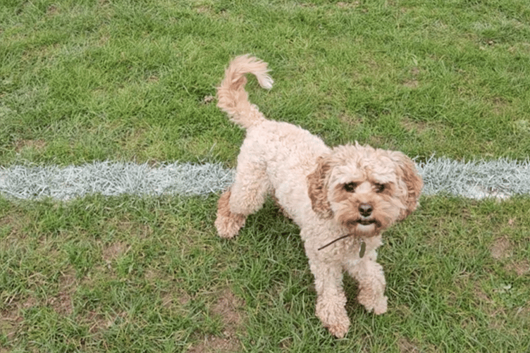 Amber the cockapoo, July 2026.