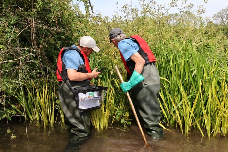 Volunteers look for signs of water voles on the River Meon.