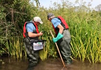 Hope returns for Britain's fastest-declining mammal