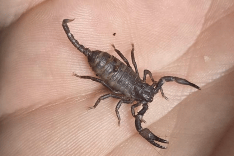 One of the scorpions that were abandoned outside a Surrey garden centre in Cranleigh.