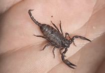 Scorpions abandoned at Surrey garden centre