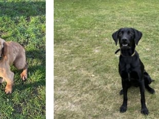 WATCH: Two new police dogs join fight against drugs in Hampshire