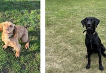 WATCH: Two new police dogs join fight against drugs in Hampshire