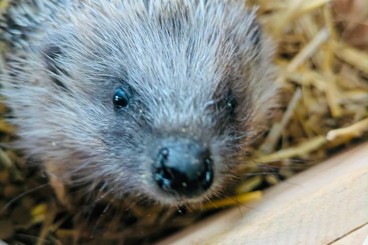 Close up of hedgehog released in Wrecclesham