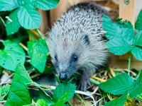 Four hedgehogs released after 50-year decline