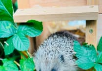 Four hedgehogs released near Farnham in bid to reverse 50-year decline