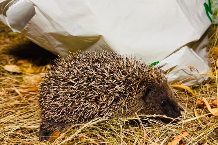 Hedgehog passing through the Churchyard at night