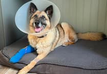 Retired Surrey police dog 'lucky to be alive' after mystery infection