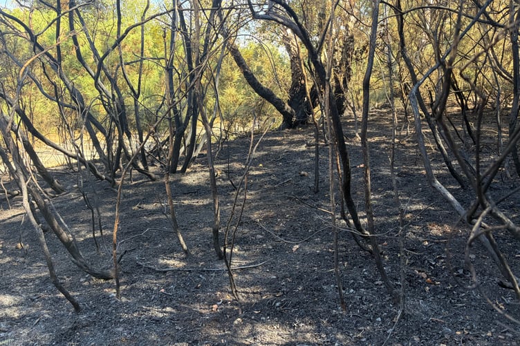 Scorched trees at Caesar's Camp from blaze on August, Thursday 6