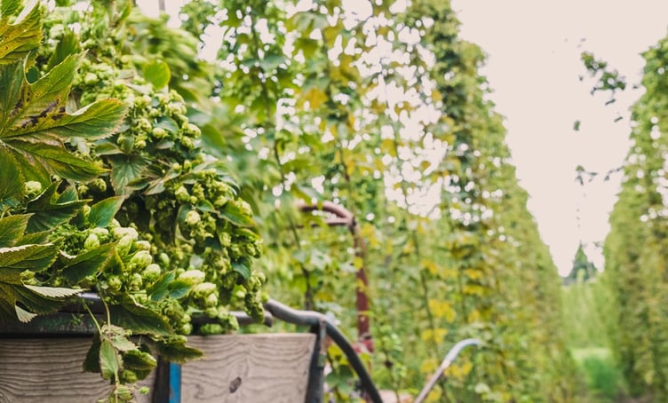 FH Hampton Hops.jpg