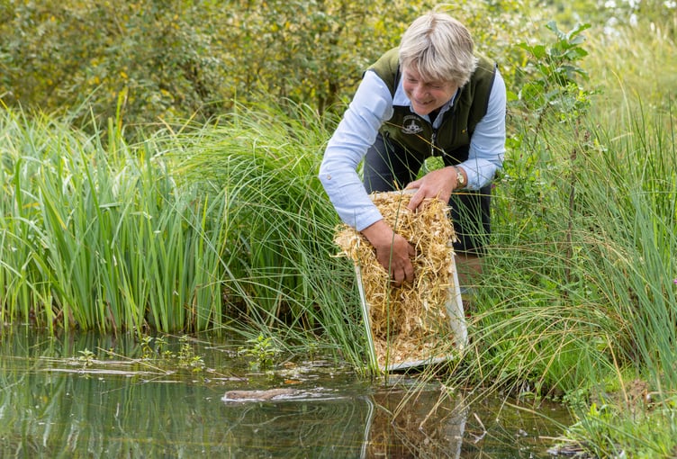 FH Water Vole Release Wey Hampton Estate