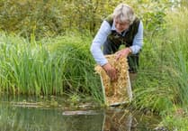Ratty's homecoming continues as more water voles released into River Wey
