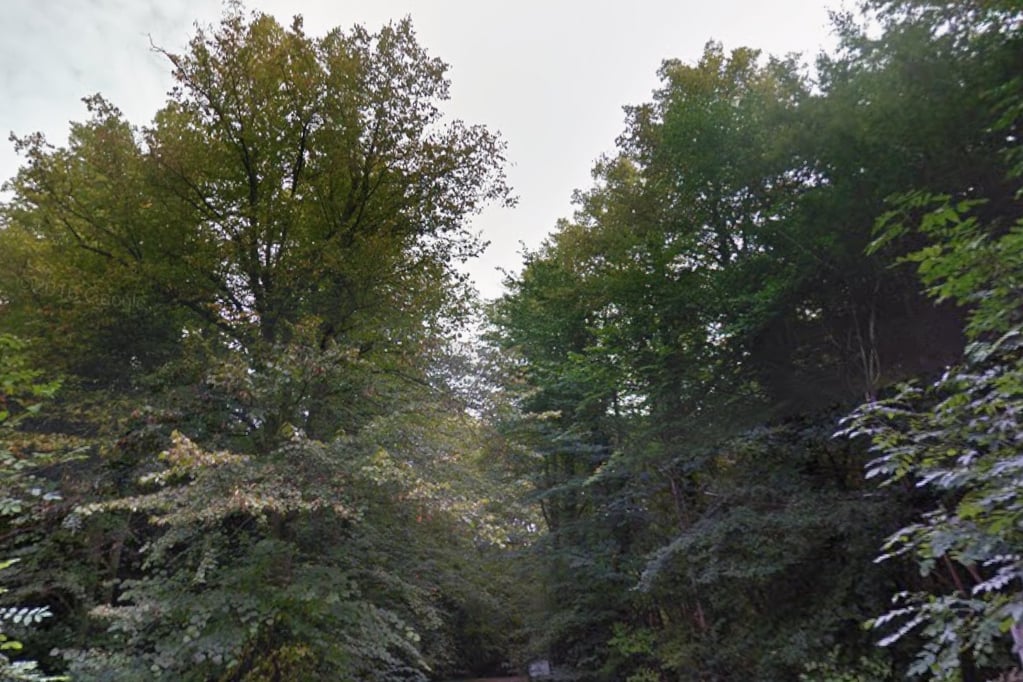 Surrey plants 885,000 trees, exceeding five-year target