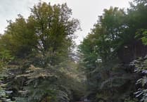 Surrey exceeds five-year tree-planting target with 885,000 planted
